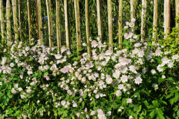 calendrier lunaire du 7 juillet