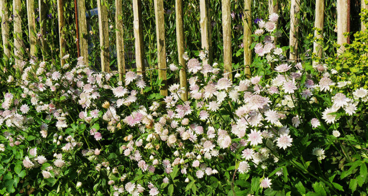 calendrier lunaire du 7 juillet