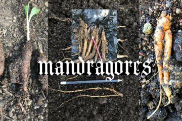 Mandragores