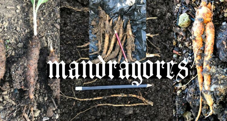 Mandragores