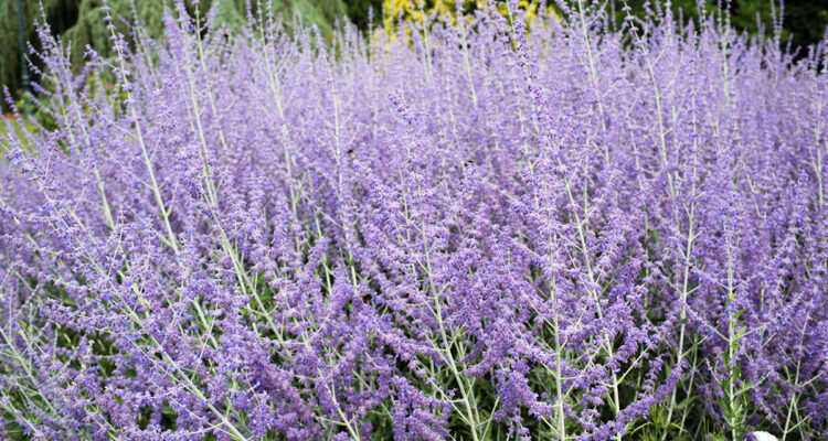 Calendrier lunaire du 9 juillet