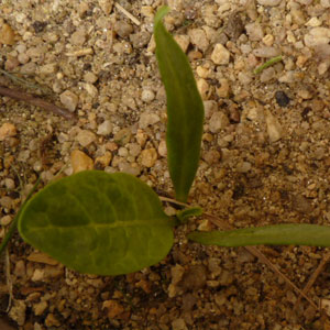 Mandragora turcomanica : plant Mandragora turcomanica