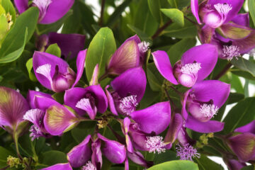 calendrier lunaire du 26 juillet