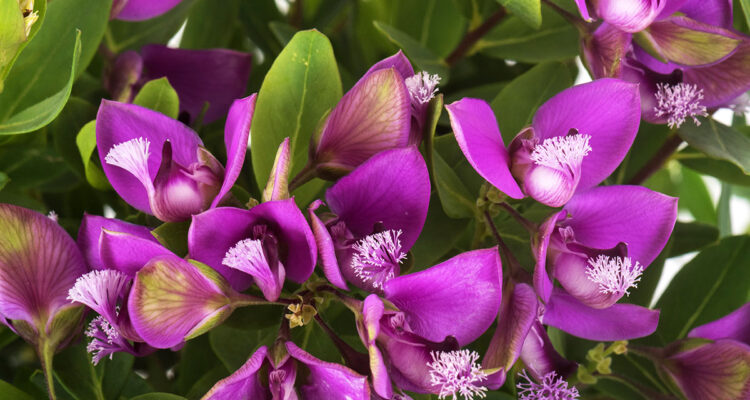 calendrier lunaire du 26 juillet