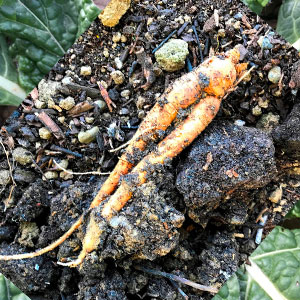 Mandragora officinarum : racine-double Mandragora officinarum : racine-double