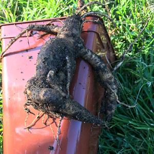 Mandragora autumnalis : racine Mandragora autumnalis : racine