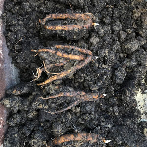 Mandragora officinarum : racines Mandragora officinarum : racines