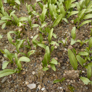 Mandragora officinarum : semis Mandragora officinarum : semis