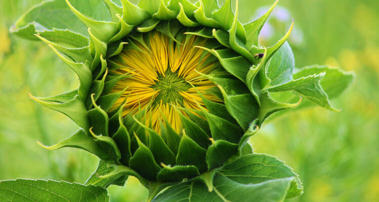 calendrier lunaire du 13 juillet