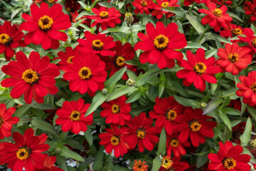 calendrier lunaire du 21 juillet