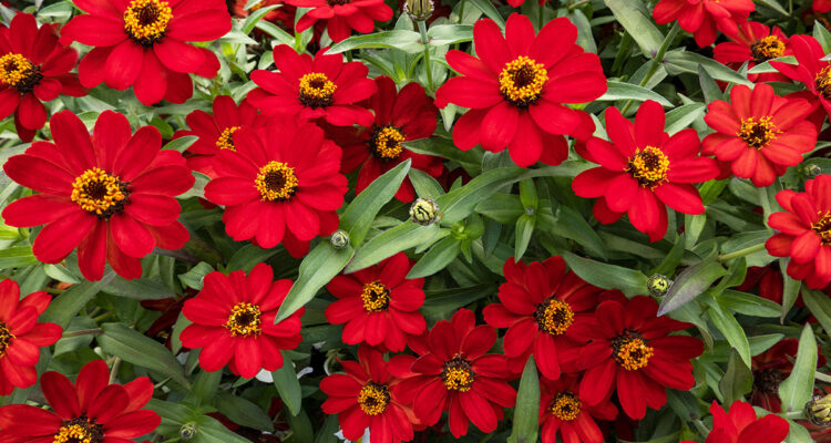 calendrier lunaire du 21 juillet