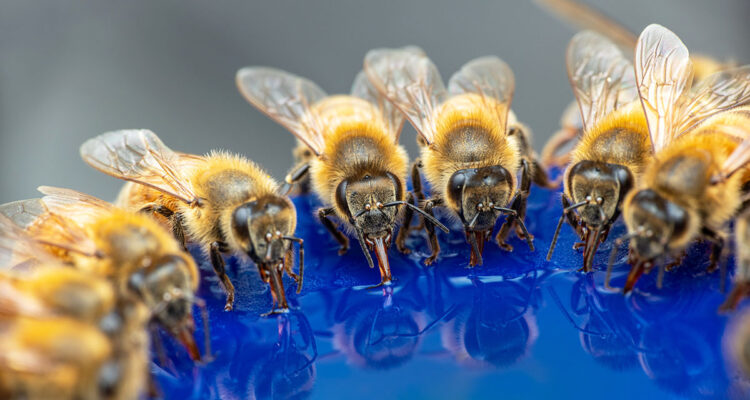 abreuvoir à abeilles