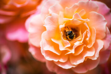 rose et abeille