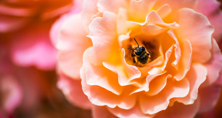 rose et abeille