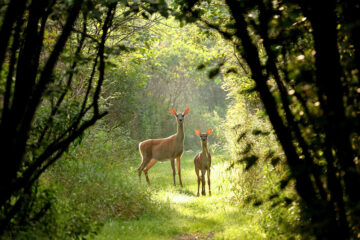 biche et faon