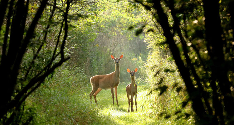 biche et faon