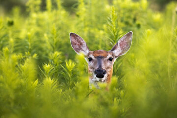 Biche