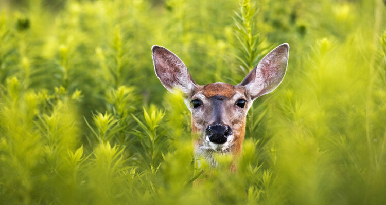 Biche