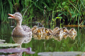 bande de canards