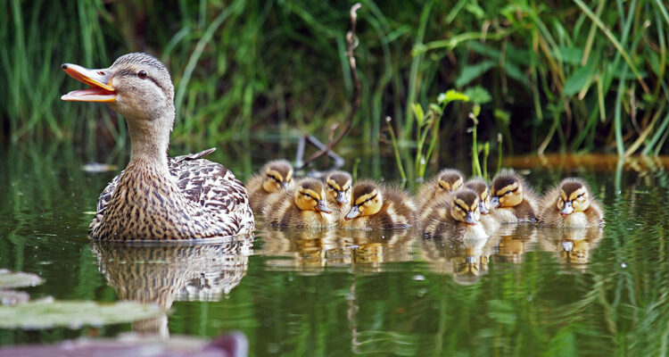 bande de canards