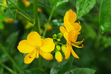 cassia