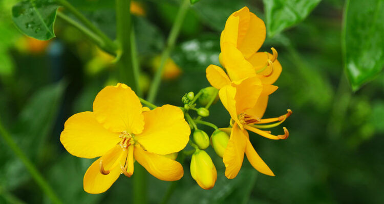 cassia