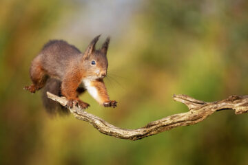 écureuil sur branche