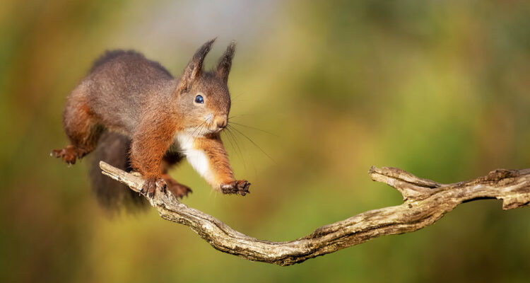 écureuil sur branche