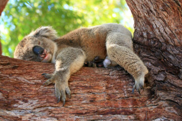 la sieste du koala
