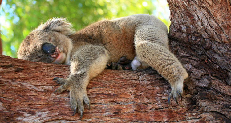 la sieste du koala