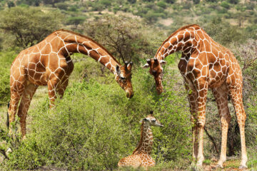 famille girafe