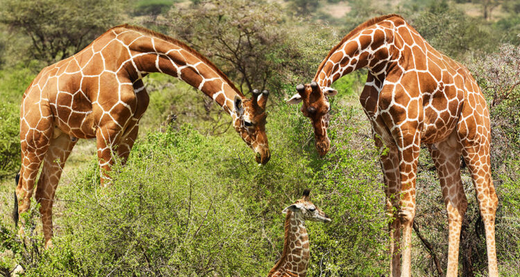 famille girafe