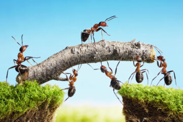 fourmis au travail