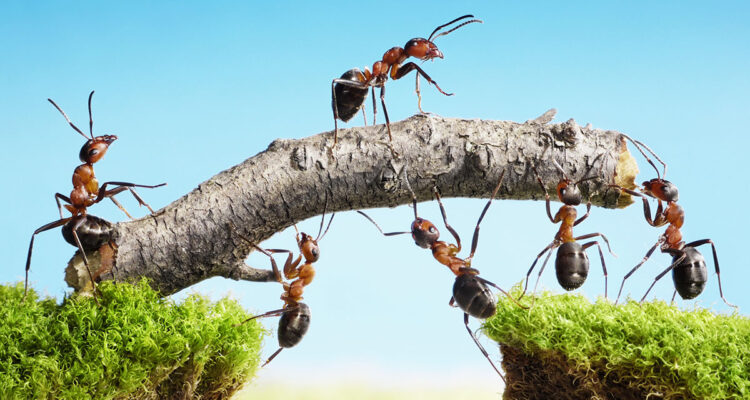 fourmis au travail