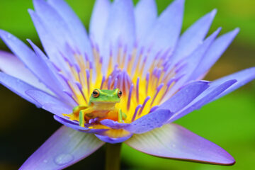 grenouille et nymphea