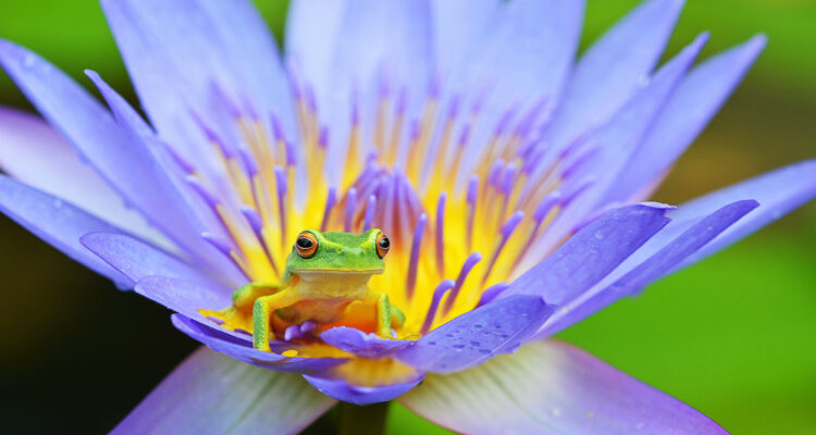 grenouille et nymphea