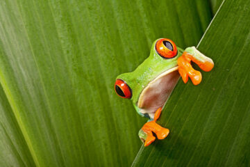 grenouille tropicale