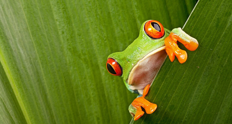 grenouille tropicale