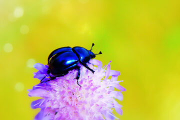 insecte sur fleur