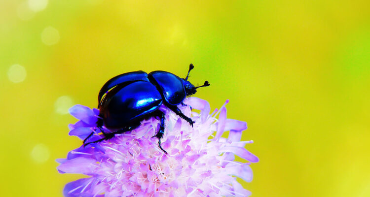 insecte sur fleur
