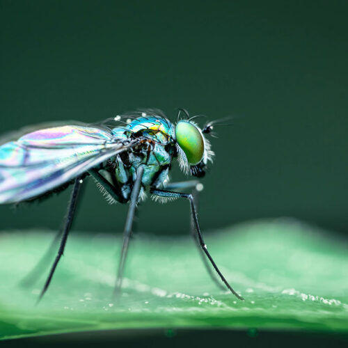 mouche - skyler-ewing-k5hCtBiZTxU-unsplash(1)-1200x800 insecte - drosophile - mouche