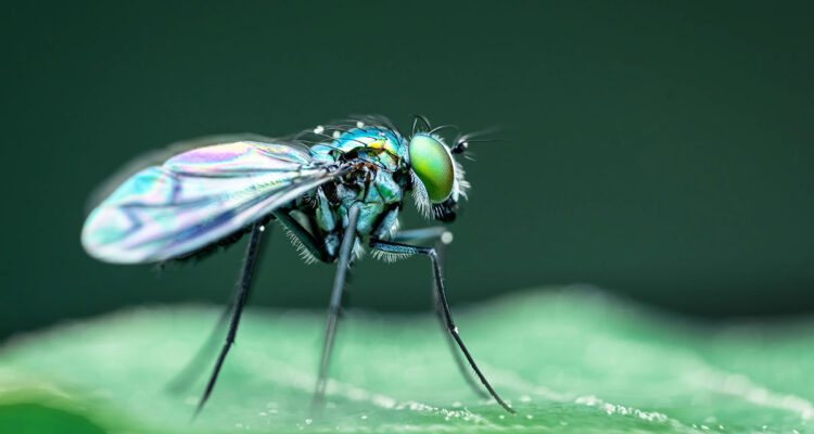 insecte - drosophile - mouche