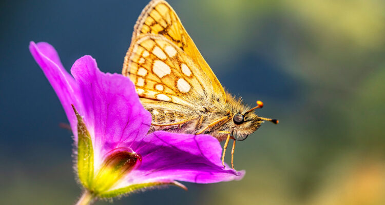 Pyrgus communis au jardin