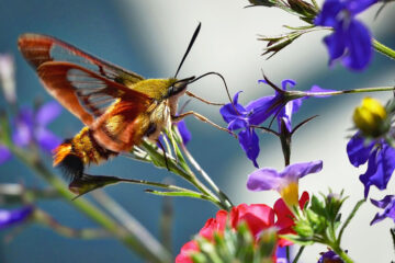 sphinx papillon