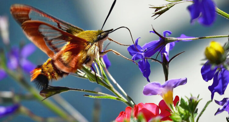 sphinx papillon