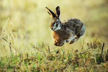 saut de lapin