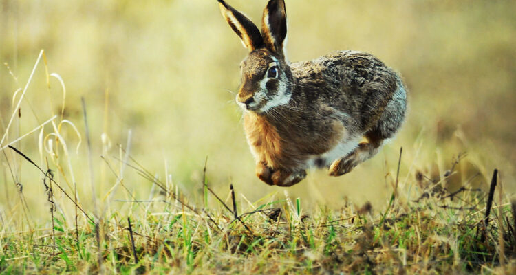 saut de lapin