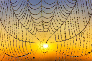 Toile d'araignée
