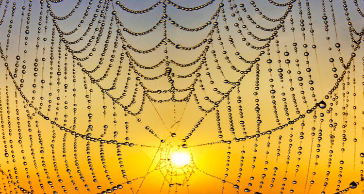 Toile d'araignée
