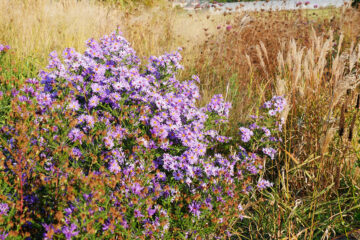 Automne, jardin de Maurice Laurent